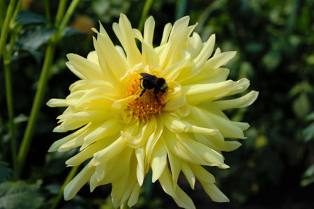 A bee pollinating a yellow Dahlia flowerの写真素材