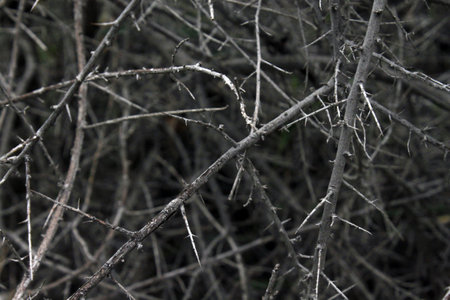 A closeup shot dried leavesの写真素材