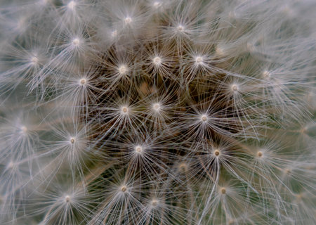 A closeup shot of a dandelio