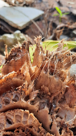 Banana stump fibers in full frame and closeup for brown backgrounds. A dry cut banana tree trunk in sunlight.の写真素材