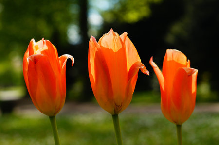 Orange tulip flowers in a flowerbed in Frankfurt's main cemetery. In the backlight.の写真素材