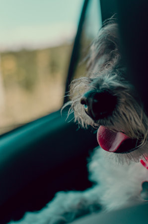 A vertical shot of a cute funny dog face sitting in the car with its tongue stuck out