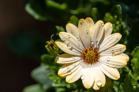 A white daisy covered with dewdropsの写真素材