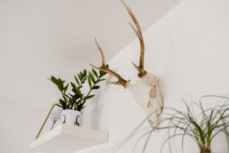A closeup shot of a room interior with plants and a scull of animalの写真素材