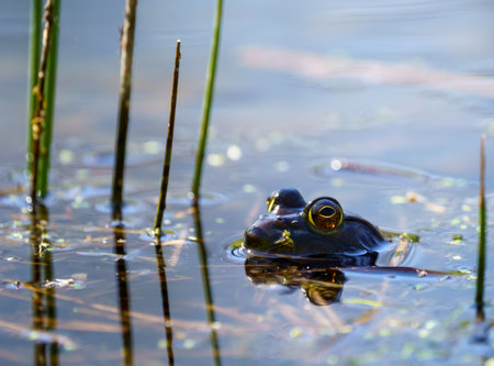A selective focus shot of a frog on the surface of a swampの写真素材