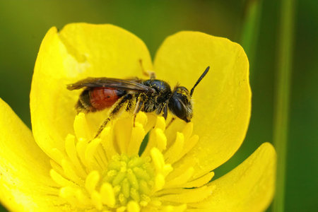 A closeup shot of a female red-girdled mining bee on a yellow meadow buttercupの写真素材