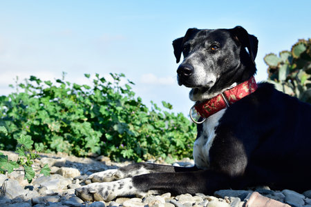 A closeup shot of a Majorca Shepherd Dog lying on the groundの写真素材