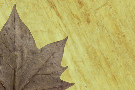 A top view of a dry brown leaf on a marble rock surface