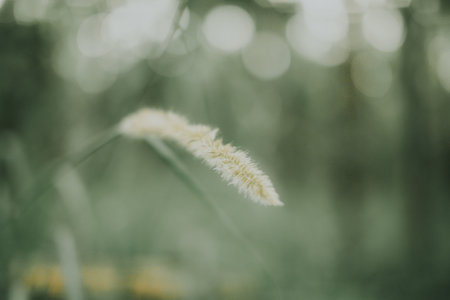A single fluffy reed in the dim backgroundの写真素材