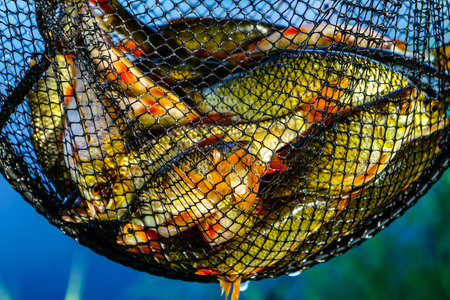 A close-up shot of A bunch of small fish in the fishing netの写真素材