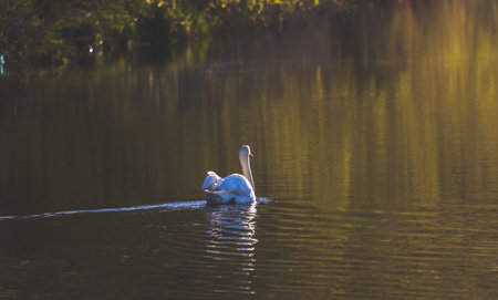 A white swan swimming in a pondの写真素材