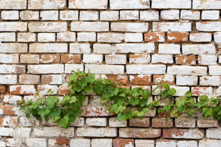A closeup shot of an old brick wall with plant leaves