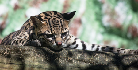 A shallow focus of an endearing ocelot (Leopardus pardalis) lying on the trunk and looking downの写真素材