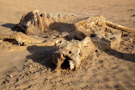 Decomposed abused legs tied camel bones in dry Arabian desert with clear skies.の写真素材