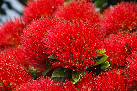 Metrosideros excelsa, red flower from New Zealandの写真素材