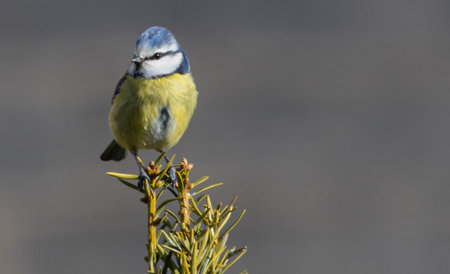 A closeup shot of a Eurasian blue tit perched on a tree branchの写真素材