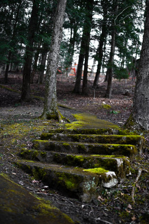A vertical shot of mossy stairs in a park