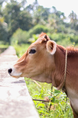 A selective focus shot of a brown cow with a rope around its neckの写真素材