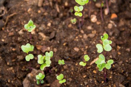 overhead view green sprouts of brussels sprouts in the sprouter of the organic gardenの写真素材