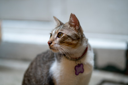 A closeup shot of a cute cat with a purple necktie on a blurred backgroundの写真素材