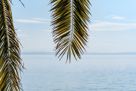 Two palm branches with the sea in the backgroundの写真素材