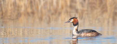 A Great Crested Grebe in its natural habitatの写真素材
