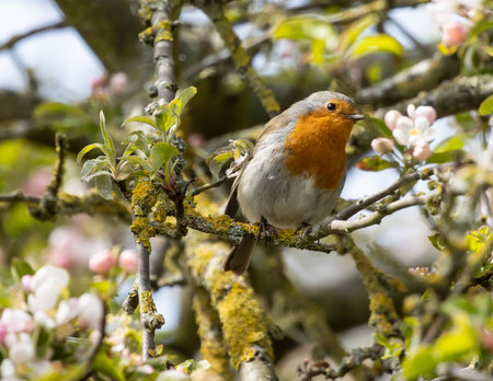 A robin perched on flowering tree branchの写真素材