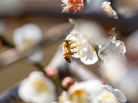 A selective focus shot of a bee on Japanese plum blossoms