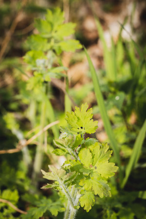 A selective focus shot of a wormwood plant in the gardenの写真素材