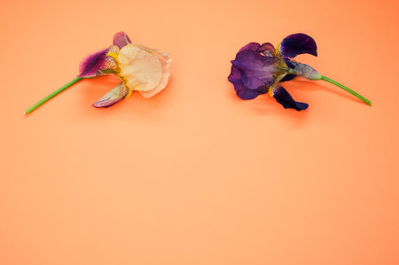 A closeup of drying irises on an orange surface with space for textの写真素材