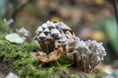 A closeup of small wild mushrooms growing on the moss in the woodの写真素材