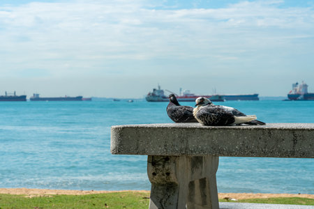 Two pigeons in bench against blue sky and ocean. Horizontal shotの写真素材