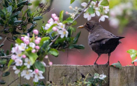 An old-world flycatcher perched on a wooden fence near cherry blossoms