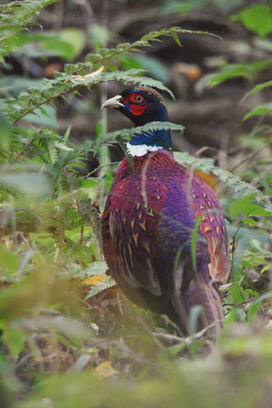 A selective focus shot of a Ringneck Pheasant (Phasianus colchicus) in the gardenの写真素材