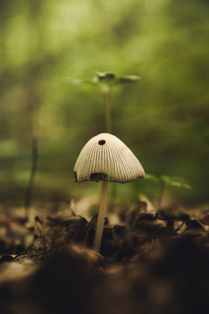 A vertical shot of an exotic mushroom captured in the middle of a foretの写真素材