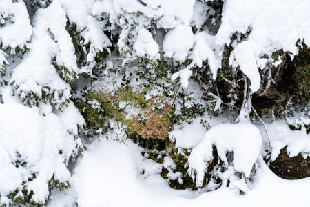 A high angle shot of rocks and trees covered in the snow in the Black Forest, Germanyの写真素材