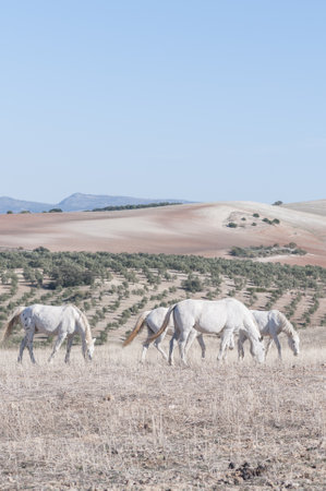 A vertical shot of white Spanish horses grazing on land in Andalusia during daylightの写真素材