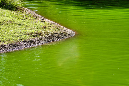 A closeup shot of a bright green lakeの写真素材