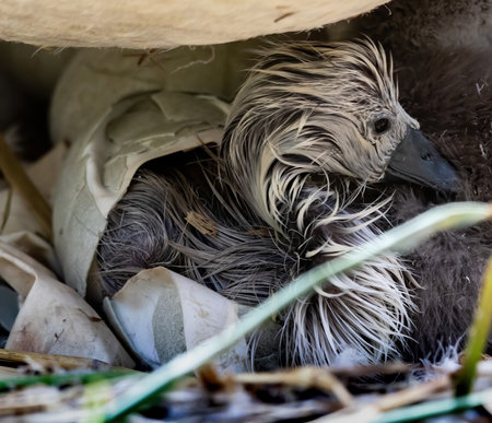 A closeup shot of a baby ducks hatched from an eggの写真素材