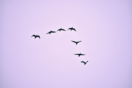 A flock of birds against the purple skyの写真素材