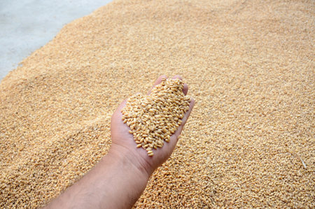 A closeup shot of a hand full of dried rye and on the ground