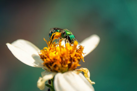 A closeup shot of a bee collecting pollen from a flower in a gardenの写真素材