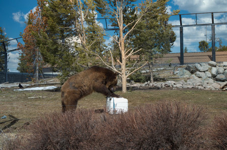 A brown bear drinking water at the zooの写真素材