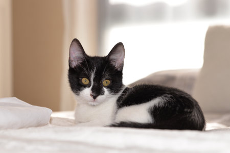 A closeup shot of a cute black and white catの写真素材