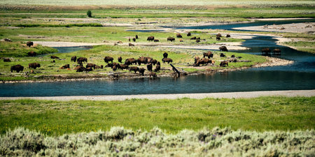 A panoramic shot of buffalos in Hayden Valley, Yellowstone National Park, Wyoming USAの写真素材