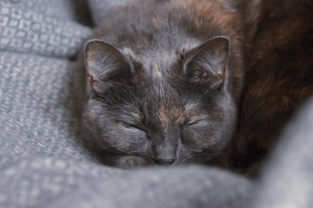 A Brazilian shorthair cat sleeping on grey clothの写真素材