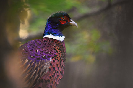 A selective focus shot of a Ringneck Pheasant (Phasianus colchicus) in the gardenの写真素材