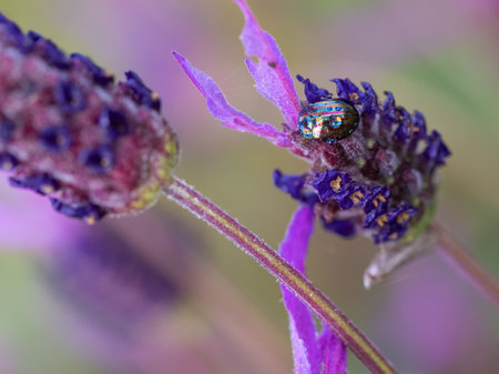 A closeup shot of a beetle sitting on a lavender flower