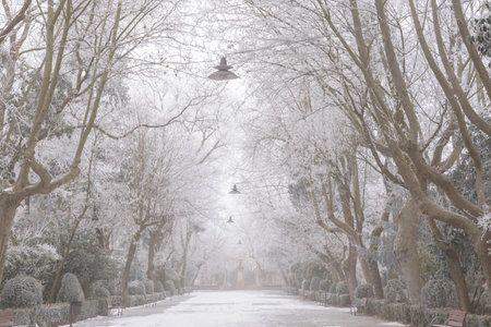 A beautiful view of a garden in Medina de Rioseco in winter with a strong frost. Valladolid, Castile and Leon, Spainの写真素材