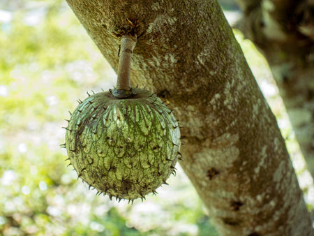 A closeup shot of a round soursop fruit growing on an Annona muricata tree in the Philippines